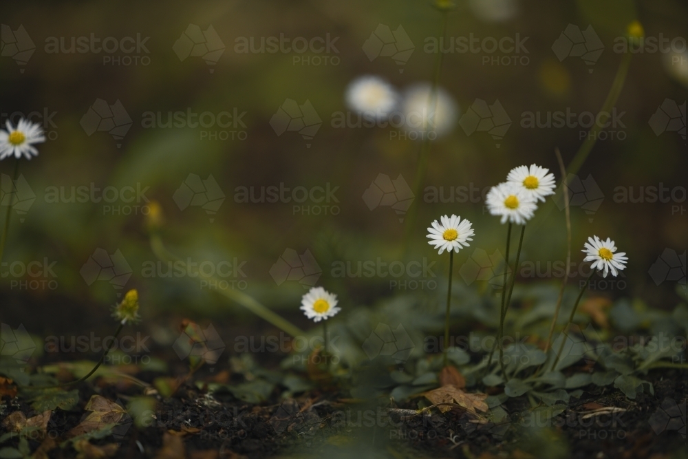 Delicate seaside daisies growing wild in the bush - Australian Stock Image