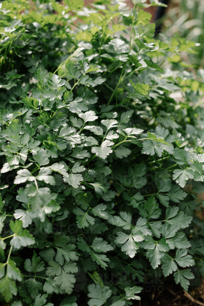 Dense parlsey leaves in garden - Australian Stock Image