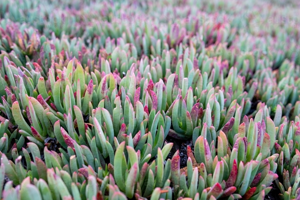 Dense pigface plant foliage - Australian Stock Image