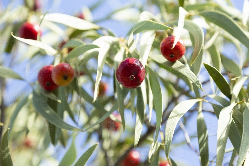 Desert quandong fruit and foliage - Australian Stock Image