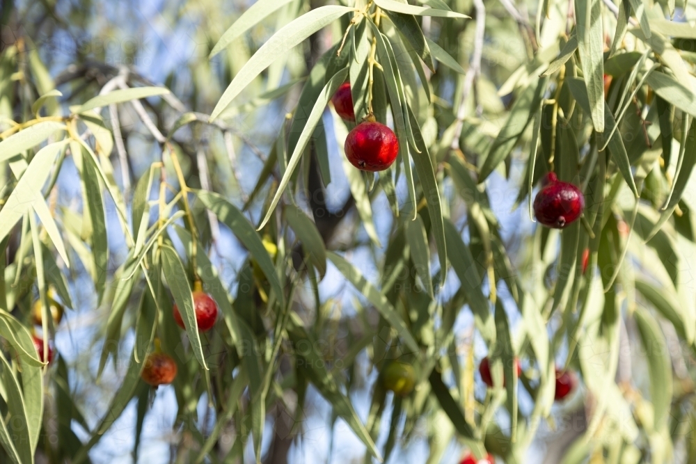 Desert quandong fruit and foliage - Australian Stock Image