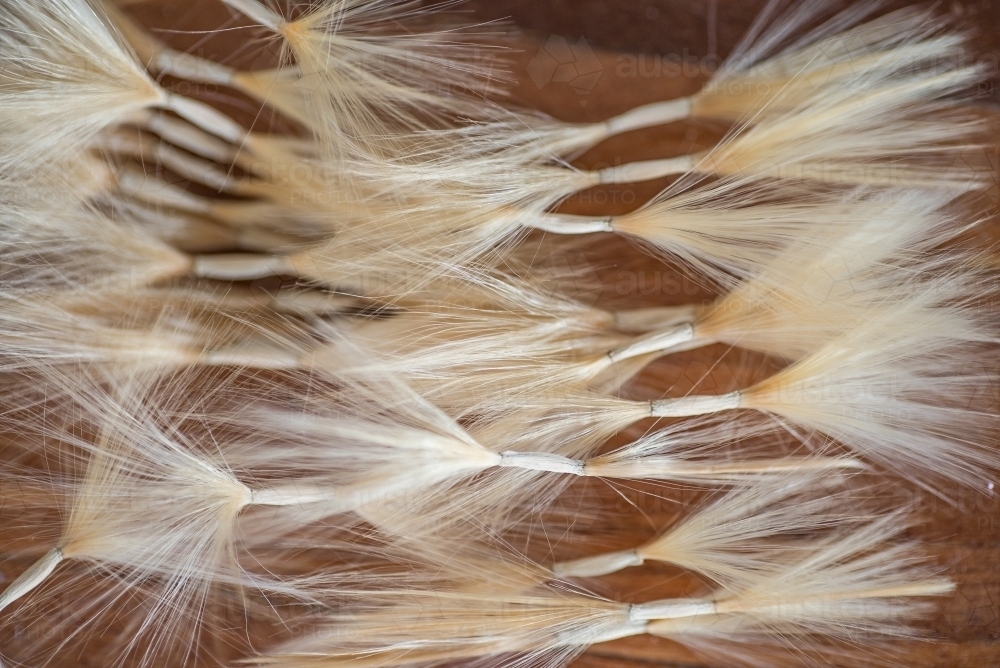 Desert Rose seeds - Australian Stock Image