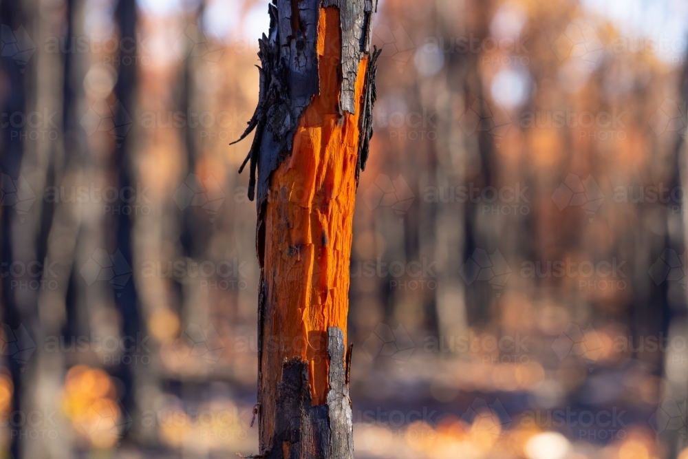 detail of burnt tree trunk showing bright orange scar and black bark - Australian Stock Image