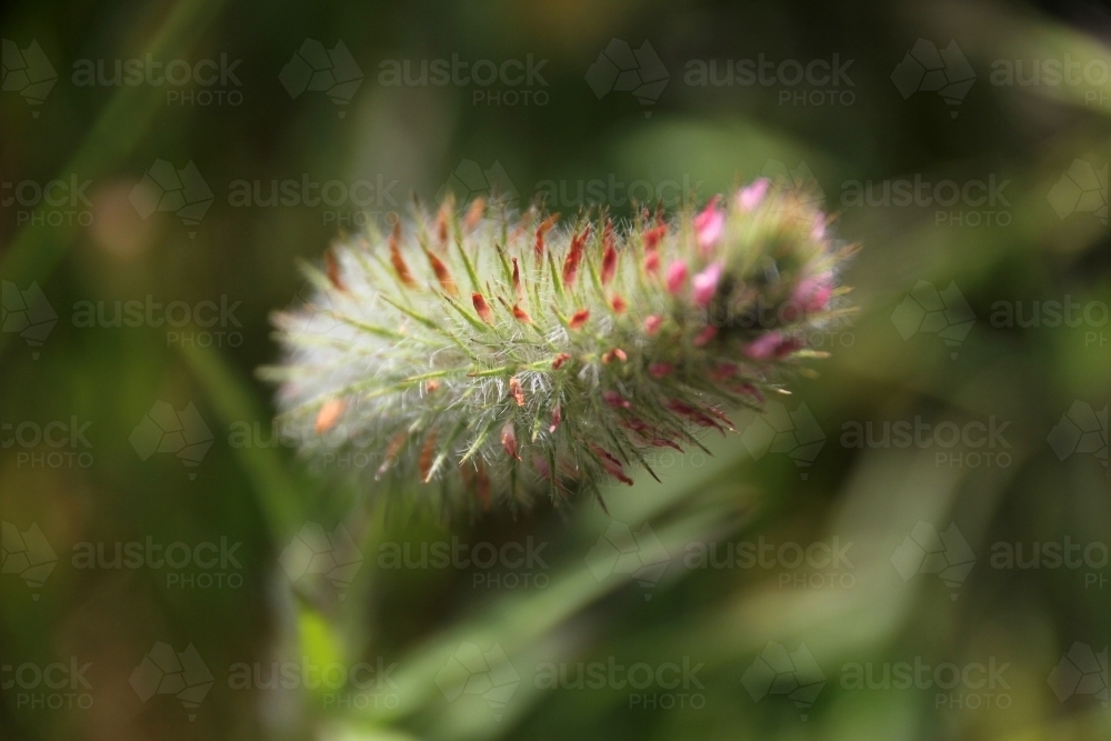 Detail of colourful seed head flower - Australian Stock Image