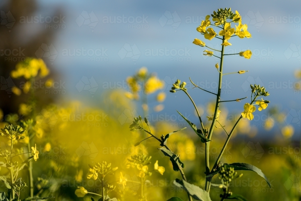 Detail of flowering canola plant in blurred landscape - Australian Stock Image