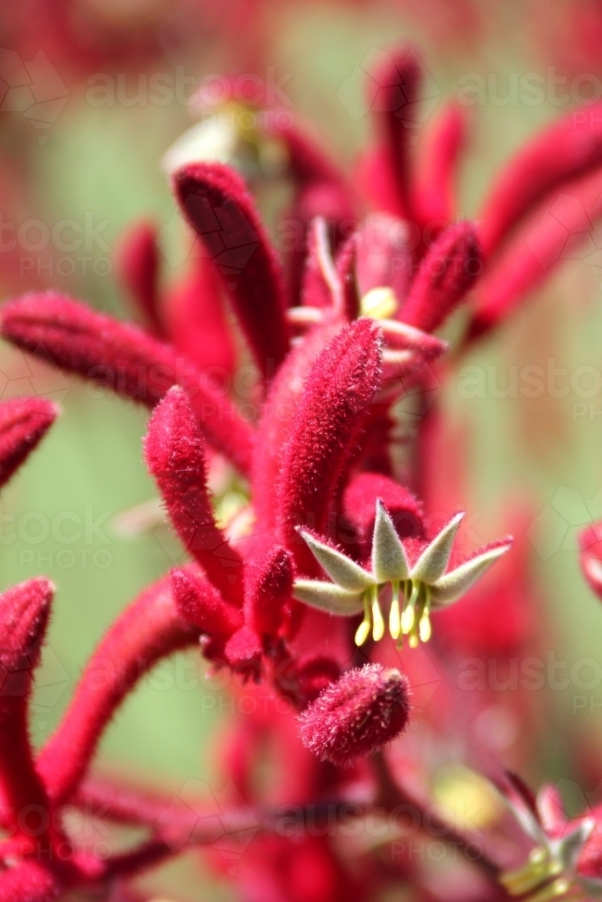 Detail of kangaroo paw flower - Australian Stock Image