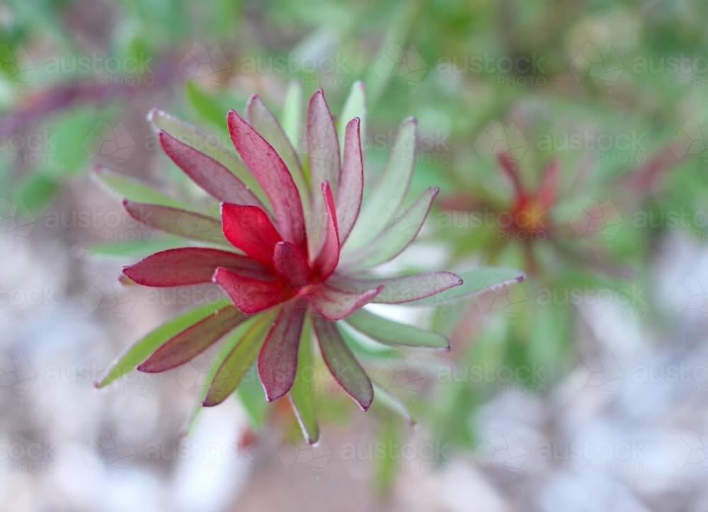 Detail of open leucadendron shrub - Australian Stock Image