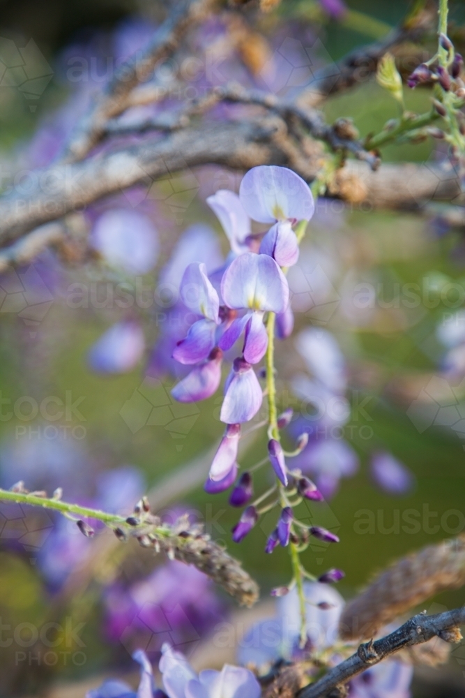 Detail of purple wisteria flowers in Spring - Australian Stock Image