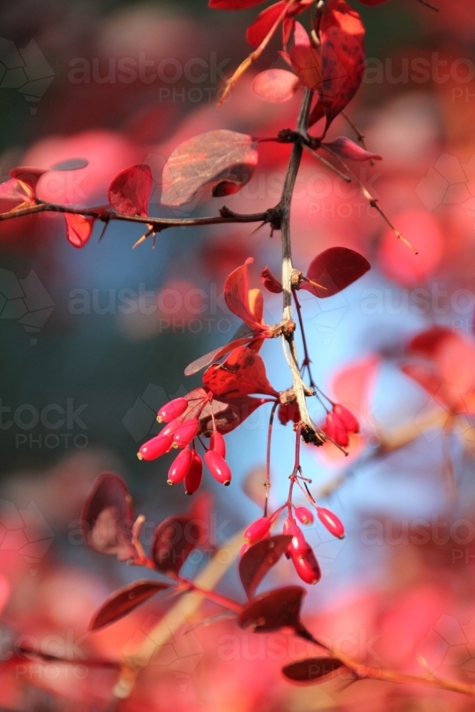 Detail of red berberis berries - Australian Stock Image