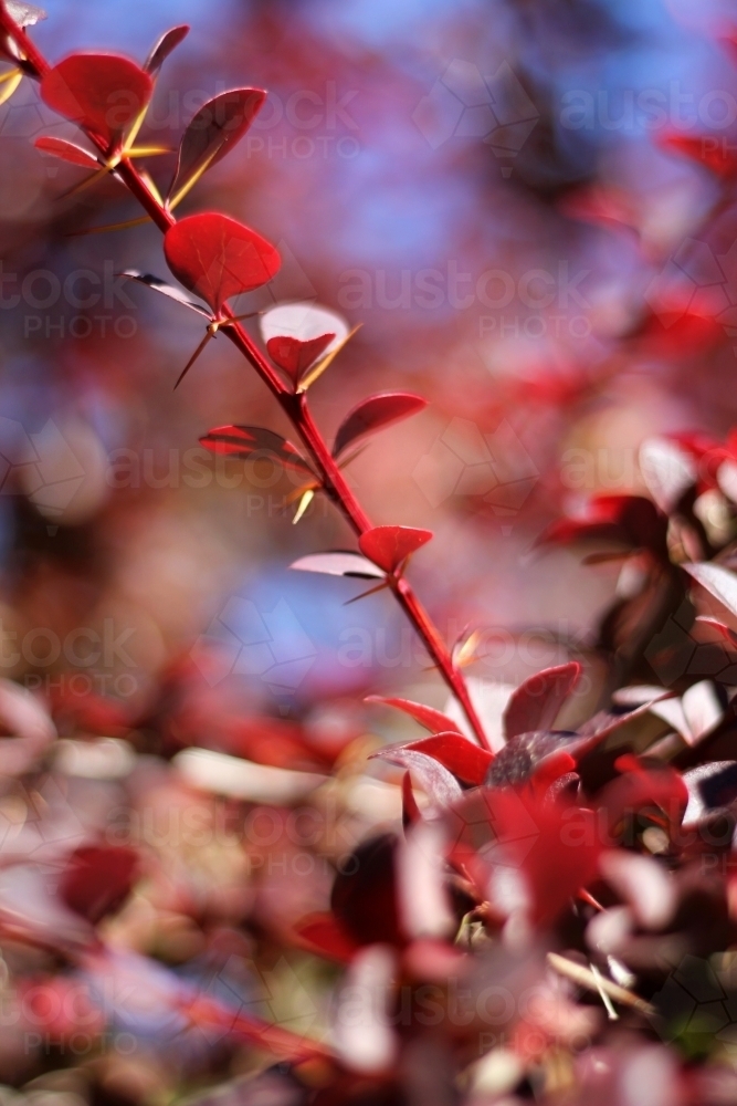 Detail of red berberis stem with spines - Australian Stock Image