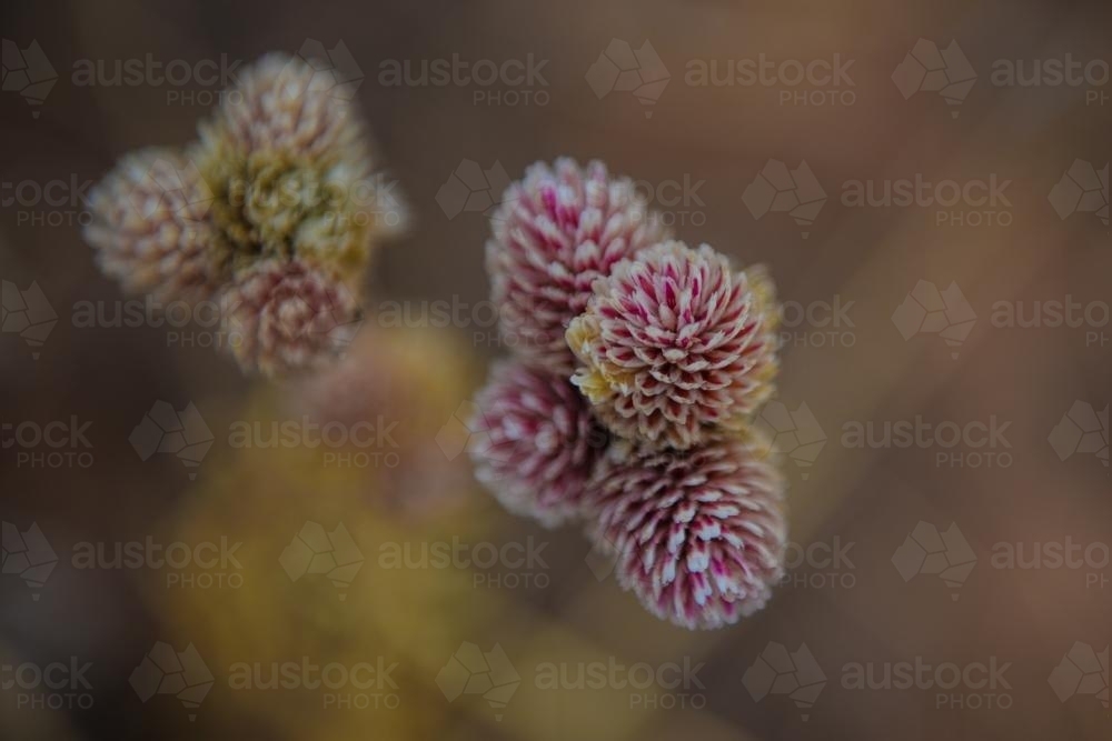 Detail of small purple wildflowers in the dry grass - Australian Stock Image