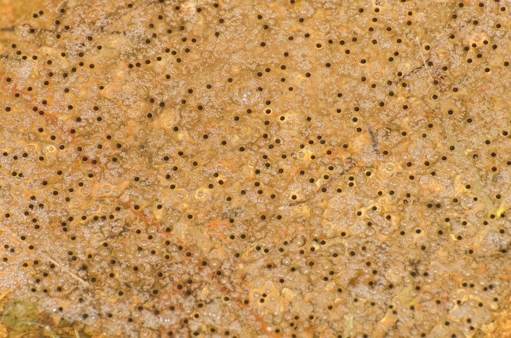 Detail shot of Black dots of frogspawn and bubbles on golden water - Australian Stock Image