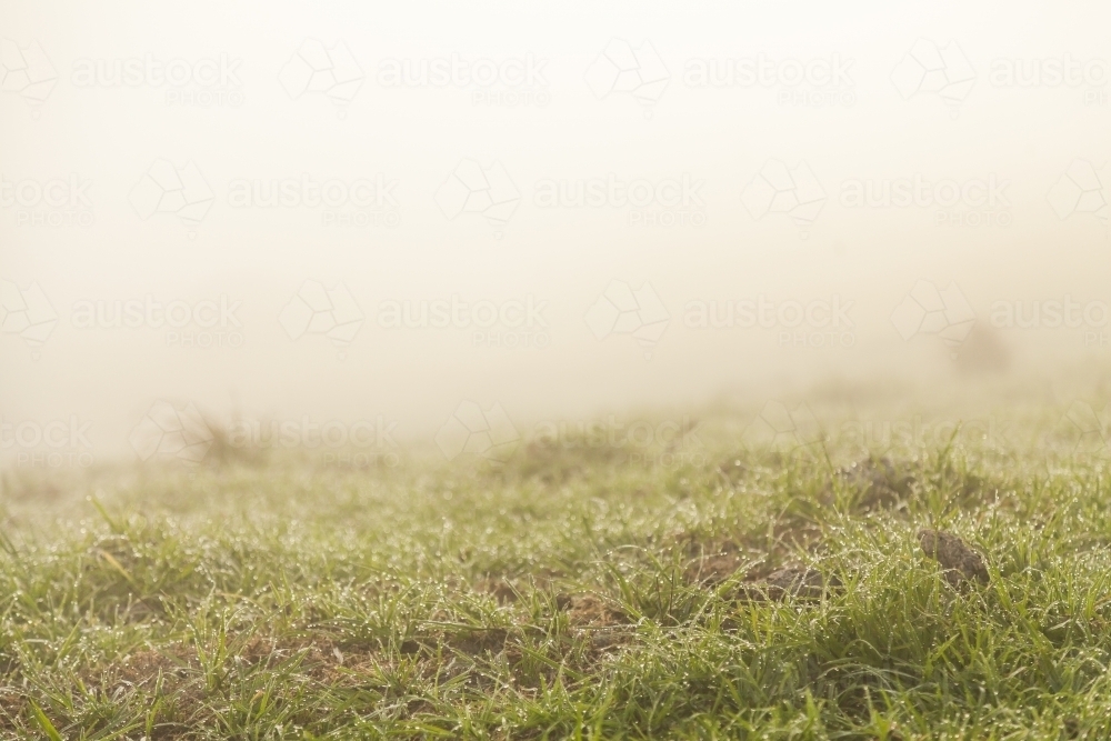 Dew on grass in paddock with sun through thick mist - Australian Stock Image