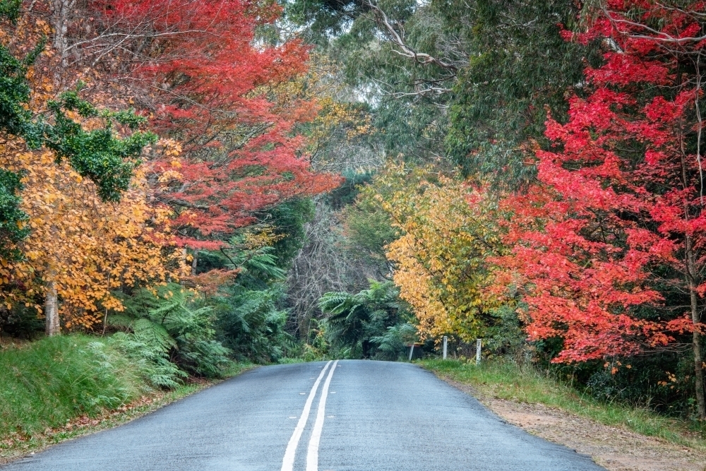 Different shades of autumn on a small country road in the Blue Mountains - Australian Stock Image