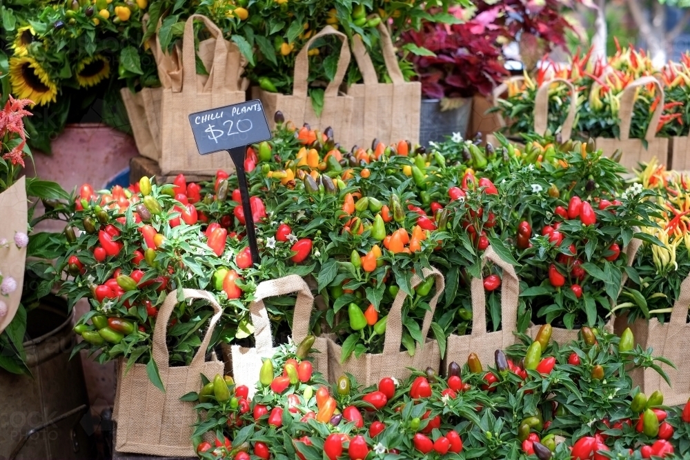 different types of chilli plants for sale in a market - Australian Stock Image