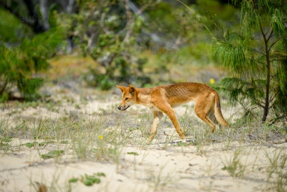 Dingo walking across sandy bushland - Australian Stock Image