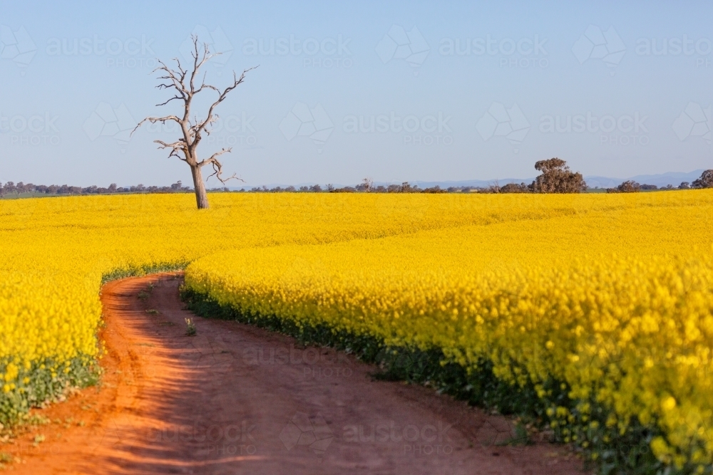 Dirt road leading through a yellow flowering canola crop to a dead tree - Australian Stock Image