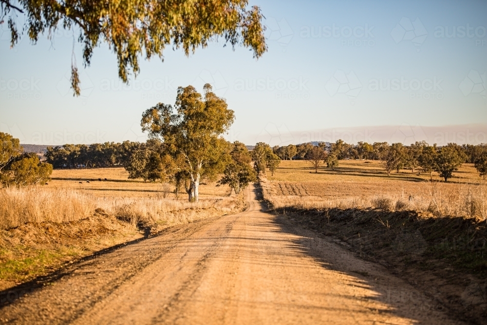Dirt road with paddocks either side in drought with trees and blue sky - Australian Stock Image