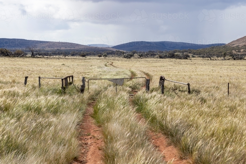 dirt track through native grasses in an outback landscape - Australian Stock Image