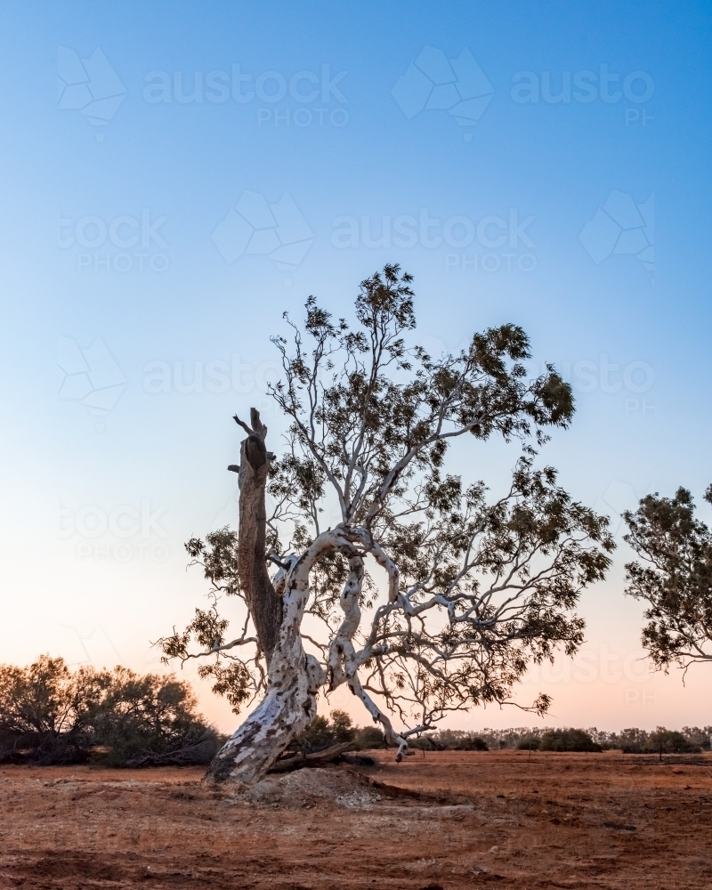 Disfigured Gumtree with Pink/Blue Sunset - Australian Stock Image