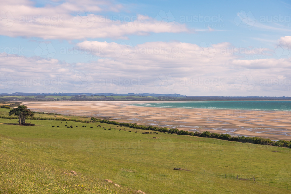 Distant view of cattle grazing on an open green field - Australian Stock Image