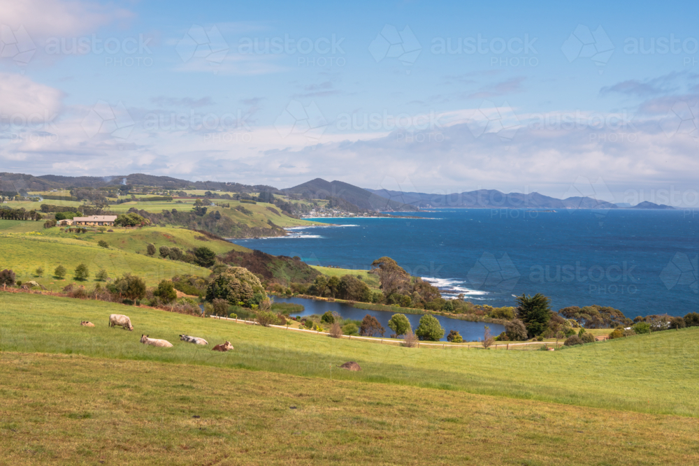 Distant view of cattle grazing on an open green field. - Australian Stock Image