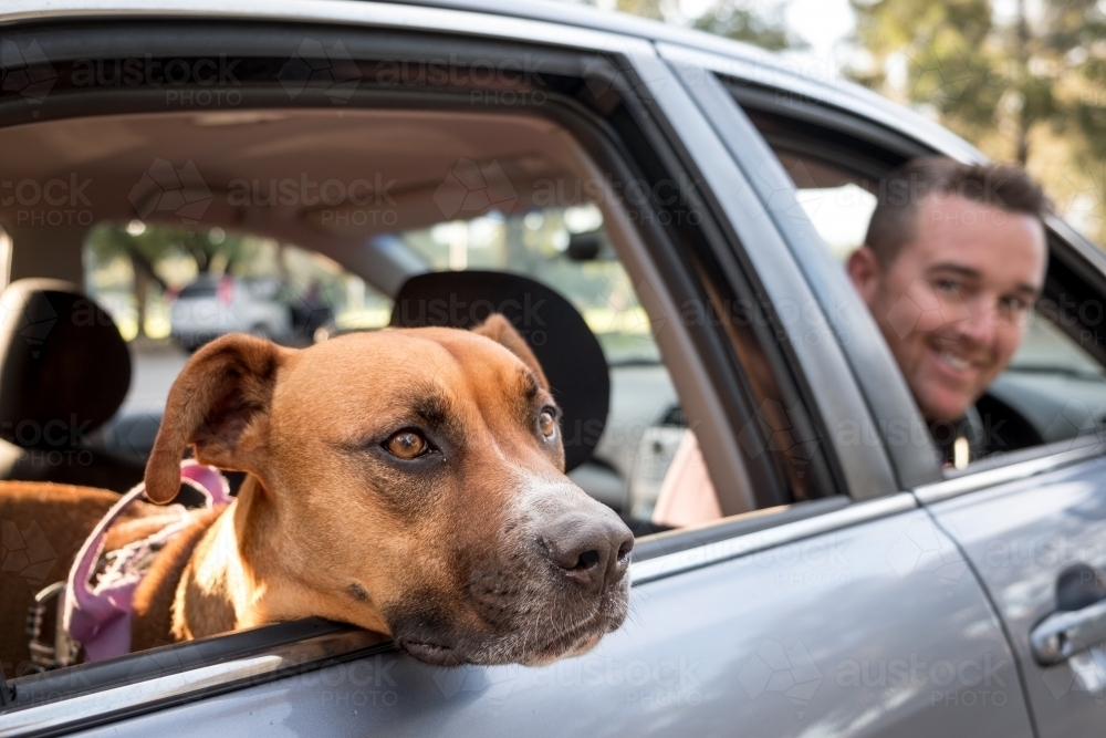 Dog and Smiling Man sitting in Silver Car - Australian Stock Image
