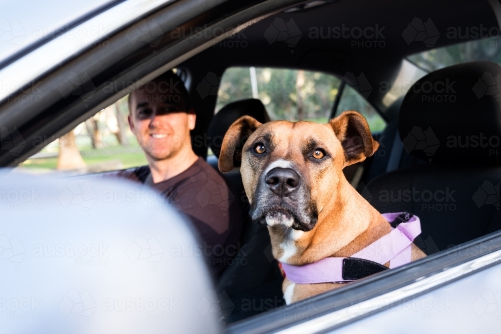 Dog and smiling man sitting in silver car looking at camera ready for road trip - Australian Stock Image