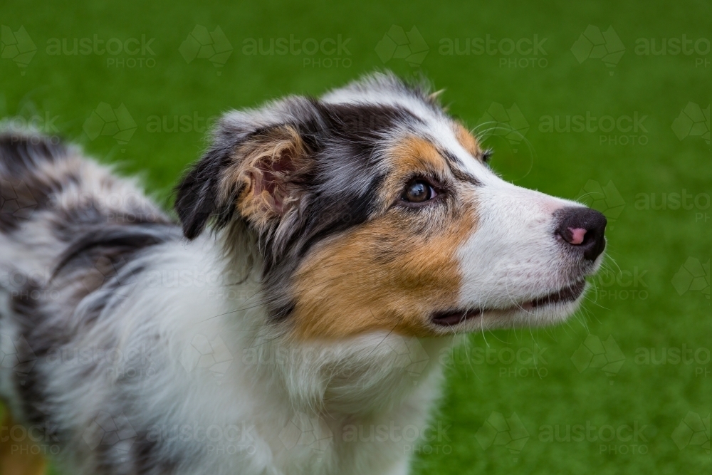 Dog border collie - Australian Stock Image