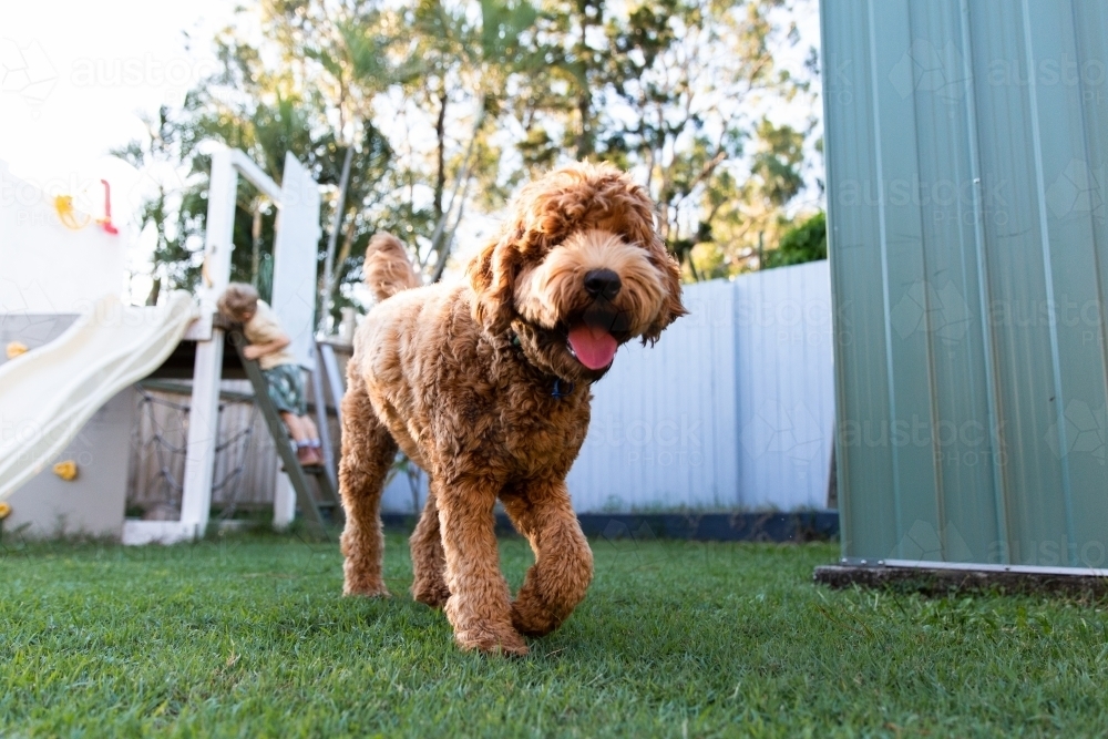 Dog in a backyard - Australian Stock Image