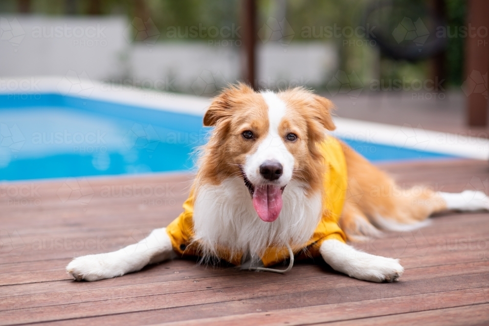 dog in a winter coat - Australian Stock Image