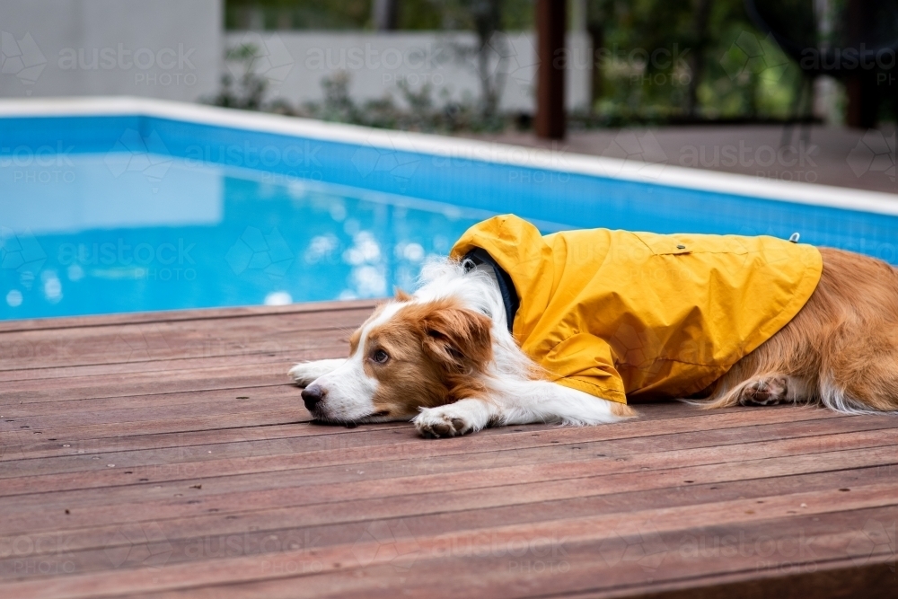 dog in a winter coat - Australian Stock Image