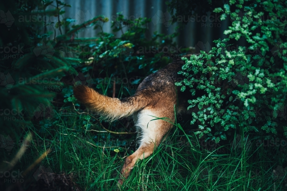 Dog in bushes - Australian Stock Image