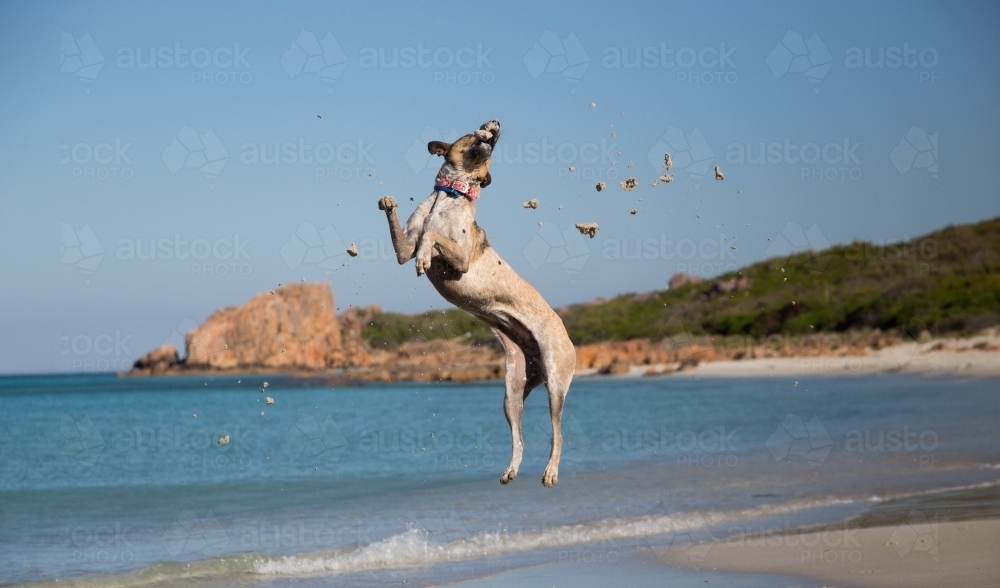 Dog Jumping on the Beach - Australian Stock Image