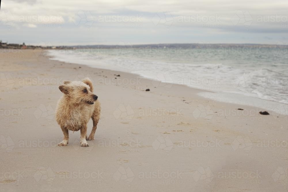dog looking out to sea on the beach - Australian Stock Image
