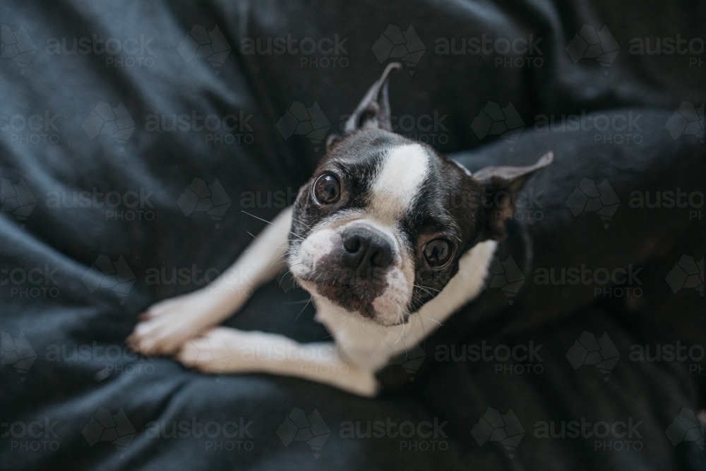 Dog looking up - Australian Stock Image