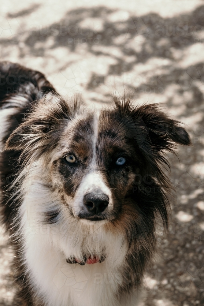 Dog looks straight at camera. - Australian Stock Image