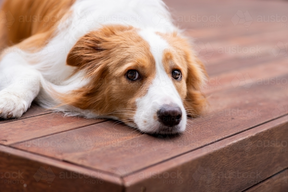 dog lying down on timber decking - Australian Stock Image