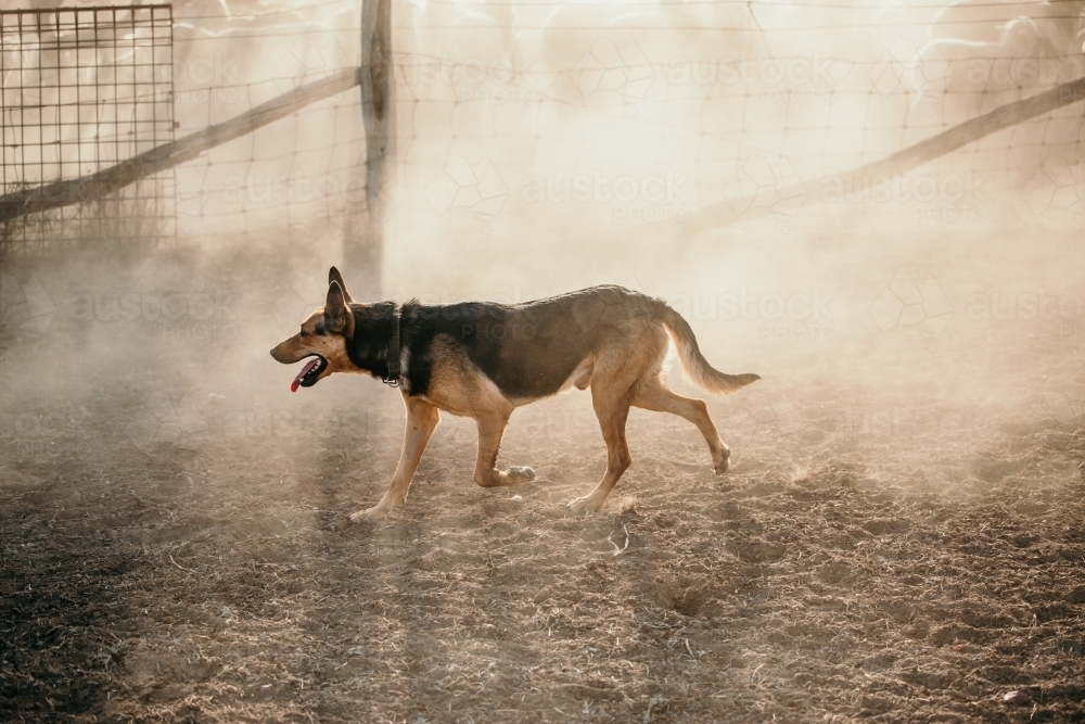 Dog near a fence walking in dusty land - Australian Stock Image