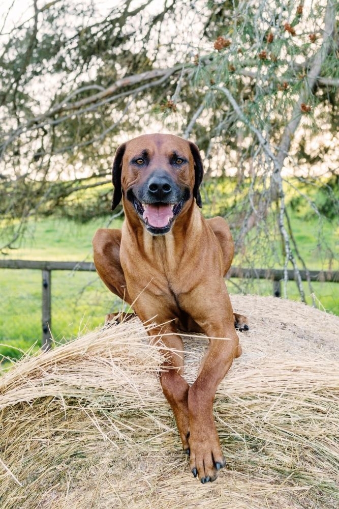 dog on a hay bale - Australian Stock Image