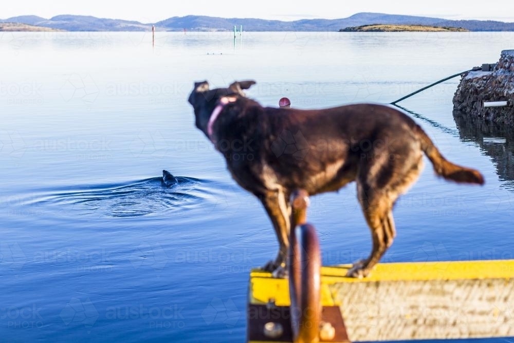 Dog on a jetty watching a seal swim in the water. - Australian Stock Image