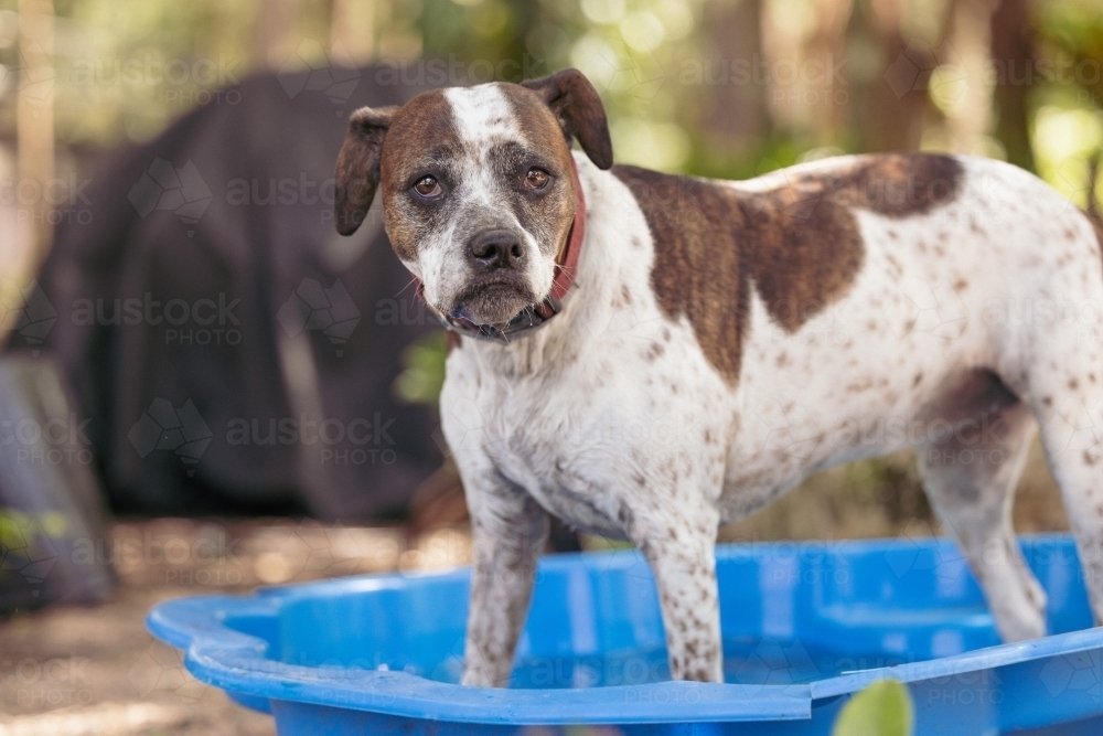 Dog playing in backyard paddling pool on hot summer day - Australian Stock Image