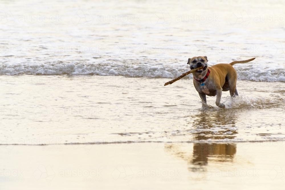 Dog playing with stick at water's edge - Australian Stock Image