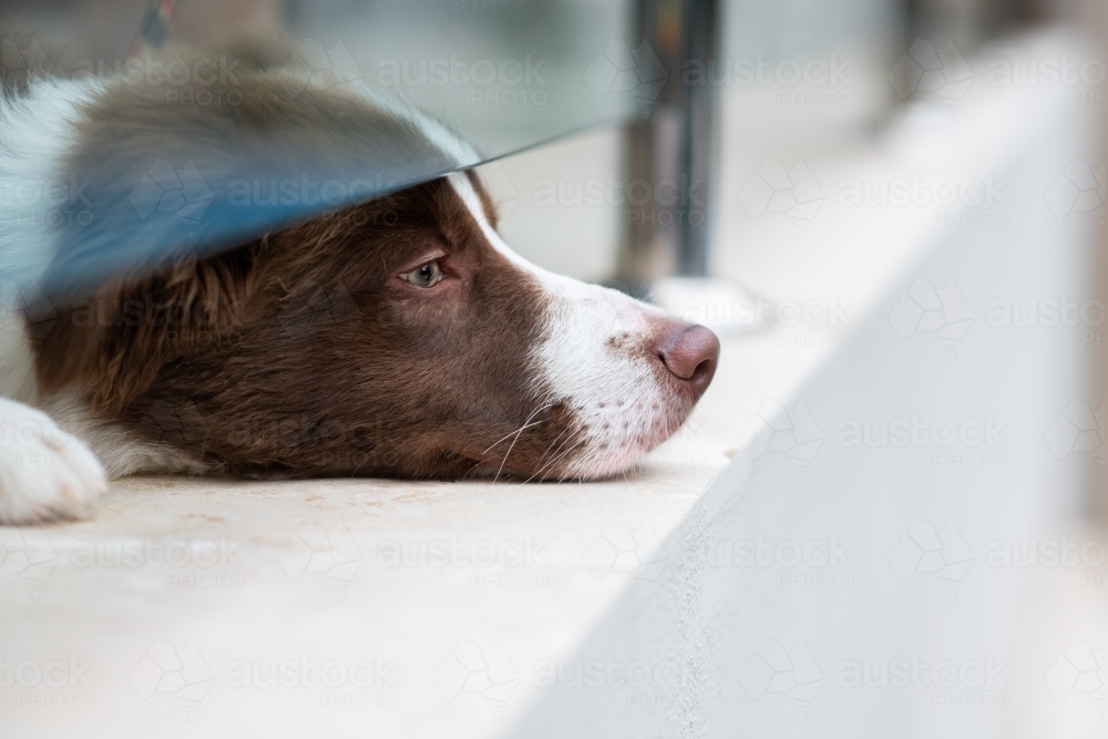 dog putting his nose under a fence - Australian Stock Image