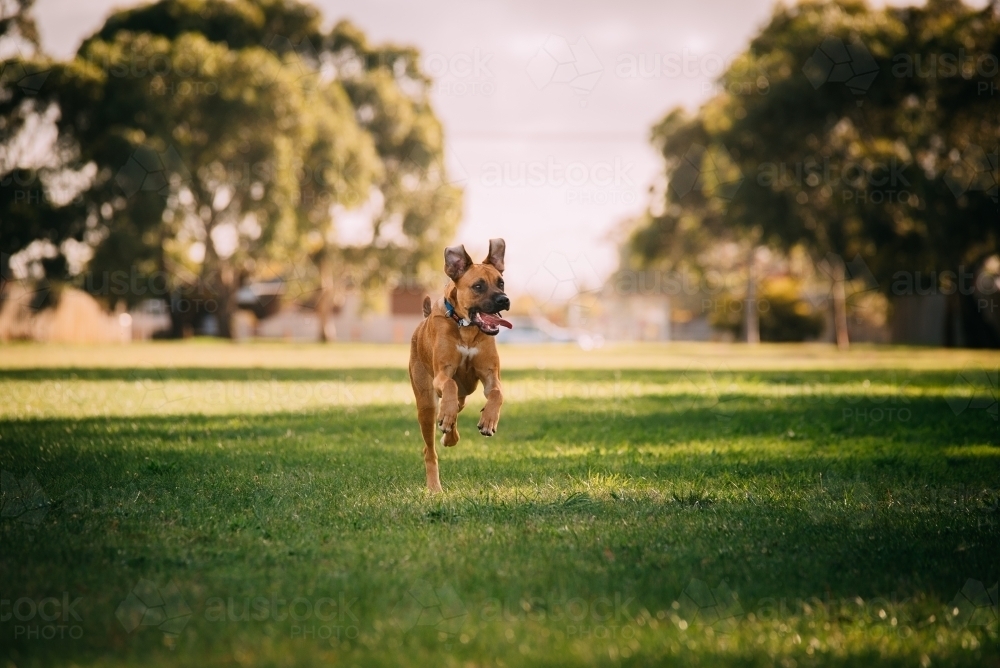 Dog running in the park - Australian Stock Image