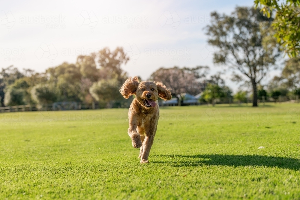 Dog running towards camera in a park - Australian Stock Image