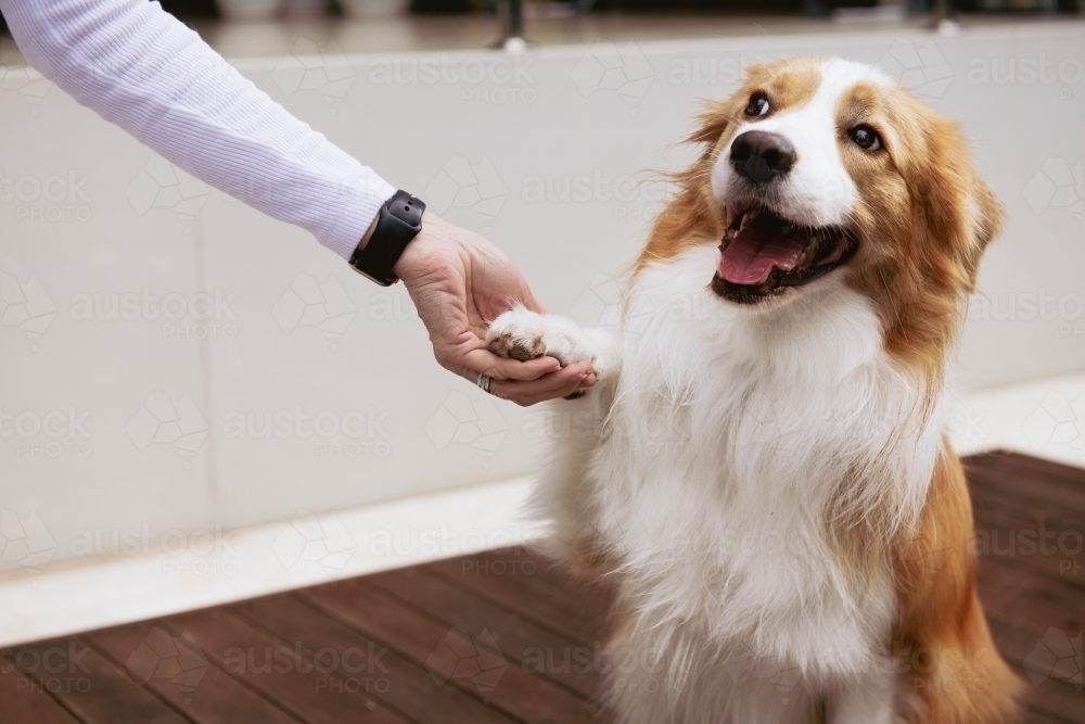 dog shaking hands - Australian Stock Image