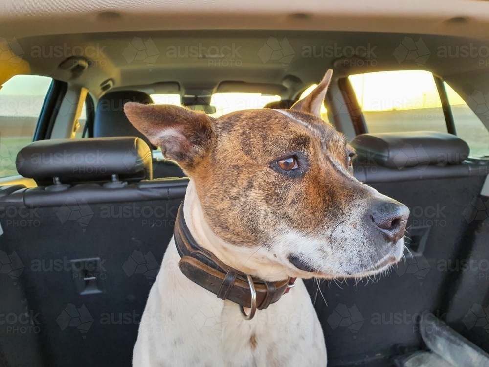 dog sitting in back of car - Australian Stock Image