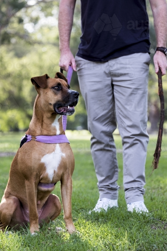 Dog sitting next to male owner in park - Australian Stock Image