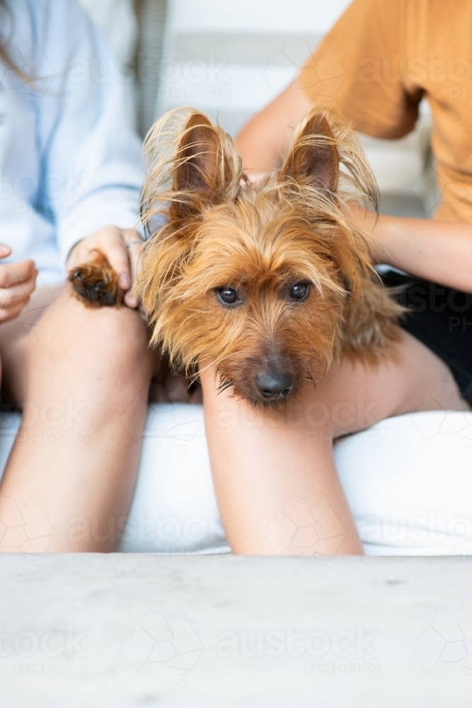 dog sitting with teens - Australian Stock Image